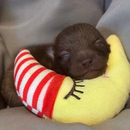 Yellow - Chocolate male Pomeranian puppy in Eden, North Carolina from Whippoorwill Pomeranians