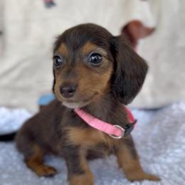 Girl 1 - Gray (blue) and tan female Dachshund puppy in Bakersfield, California from KC Doxies