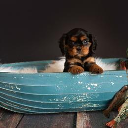 Brittany and Cavalier King Charles Spaniel Puppies from Katy Cavaliers & Barefoot Days Brittanys
