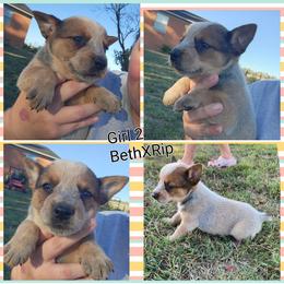 Girl 2 - Red speckled female Australian Cattle Dog puppy in Bradford, Arkansas from Cedar Rock Heelers and Kelpies