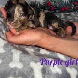 Girl 3 - Bernedoodle puppy in Modesto, California from Two Doods Doodles