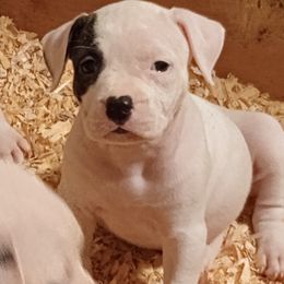 Puppy 7 yellow - White and brindle female American Bulldog puppy in Christiansburg, Virginia from Iron Will American Bulldogs