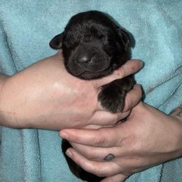 Ms. Pink - Reddish brown female Leonberger puppy in Cypress, Texas from Magnolia Leos