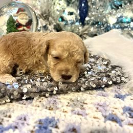 Loki - Cream male Maltipoo puppy in Hephzibah ( Richmond County ), Georgia from Healing Pawz LLC