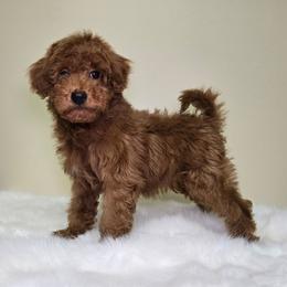 Skittles - Red  male Goldendoodle puppy in Woodburn, Indiana from Lengachers Cuddly Doods
