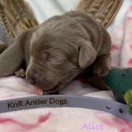 Alice - Silver female Dilute Retriever puppy in Grants Pass, Oregon from KnR Antler Dogs
