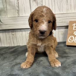 Stormy's Black Collay Boy 2150.00 - Apricot male Goldendoodle puppy in Alvin, Texas from JP Southern Doodles