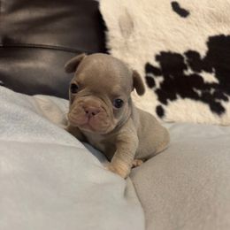 Krackle - Liver male French Bulldog puppy in Gerber, California from In The Zone Dog Training and Breeding
