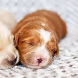 Goldendoodles from Tahoe goldendoodles