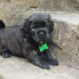 Chinese Shar-Pei, Cocker Spaniel, and Companion Cross Puppies from Mini Hippo Land