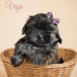Vega - Brindle female Shih Tzu puppy in Abilene, Texas from L&L Euro Boxers and Small Town Shih Tzus