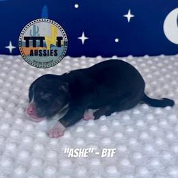 Ashe - Black tri-color female Australian Shepherd puppy in Tucson, Arizona from TTTNT Aussies
