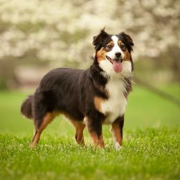 Aussiedoodle Puppies from Hearth&Hound Doodles