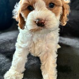 Peach - Red and white female Cockapoo puppy in Adrian, Oregon from ApplebyFarm
