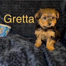 Gretta - Chocolate, tan and white female Yorkshire Terrier puppy in Seneca, Missouri from M.Y. Morkies and Yorkies