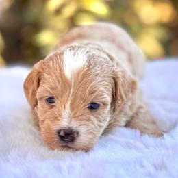 Flora - Yellow and white female Bernedoodle puppy in Vacaville, California from Starlight Goldendoodles