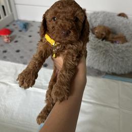 Poodle Puppies from Bruno & Co. Puppies
