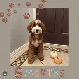 Meg - Goldendoodle