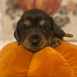 Sausage - Black and tan male Dachshund puppy in Great Bend, Pennsylvania from Dashing Doxies