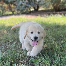 Golden Retriever Puppies from Journeyman Goldens