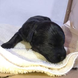 Noelle - Black female Chinese Crested puppy in Frederick, Maryland from Lovable Cresteds