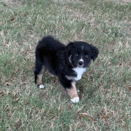 Chocolate - Black tri-color female Australian Shepherd puppy in Mount Vernon, Texas from RJ's Aussie Posse