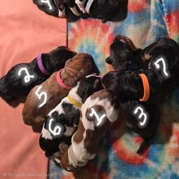 6 Yellow collar - Black brown and white female Basset Hound puppy in Moore, Oklahoma from Boomer Basset Hound Babies