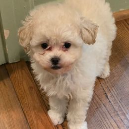 Ghost - White male Poodle puppy in Grand Saline, Texas from Oldfield Outdoors