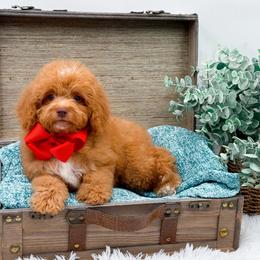 Cavapoo puppies from Doodle Babies