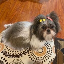 Shih Tzu Puppies from Grandma Ts Precious Puppies
