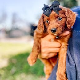 F1B Small Goldendoodle Coco - Red  female Goldendoodle puppy in Redding, California from Casa Delarosa Poodles & Doodles Collective