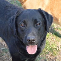Rainbow - Labrador Retriever