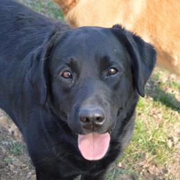 Rainbow - Labrador Retriever