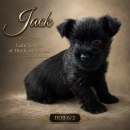 Jack - Brindle male Cairn Terrier puppy in Pottersville, Missouri from Cairn Terriers of Heatherridge,LLC