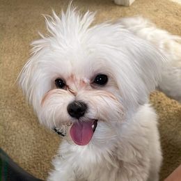 Nolo - Maltese