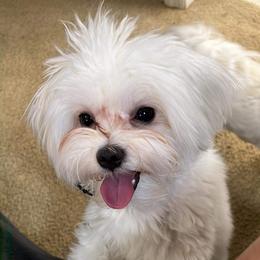 Nolo - Maltese