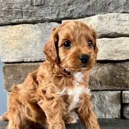 Cavapoo puppies from Lone Pine Acres Cavapoo’s