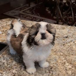 Brandy - Gold and white female Shih Tzu puppy in Pleasant Hill, Missouri from Misty Dajavue Shih-Tzu