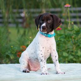 Pearl - Liver and white female German Shorthaired Pointer puppy in Chocowinity, North Carolina from Foxtail Hollow