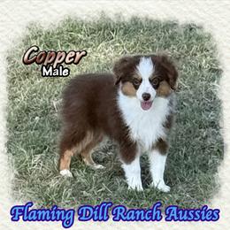 Copper - Red tri male Toy Australian Shepherd puppy in Forestburg, Texas from Flaming Dill Ranch Aussies