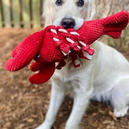 Golden Retriever All Grown Up from Vicki Wall's Golden Retrievers