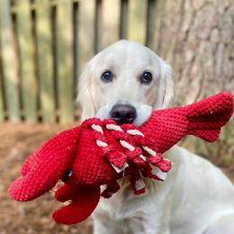 Golden Retriever All Grown Up from Vicki Wall's Golden Retrievers
