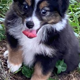 Miniature Australian Shepherds and Toy Australian Shepherds from Tinker Toy Aussies & Minis