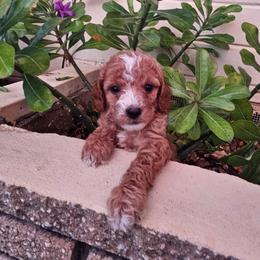 Allspice - Red  female Goldendoodle puppy in Daytona Beach, Florida from Beach Doodles