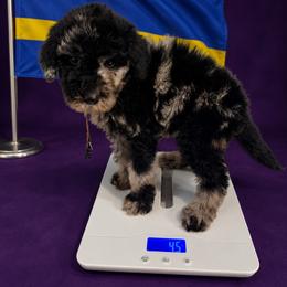 Curaçao - Merle female Goldendoodle puppy in Houston, Texas from Were The Mack'Doodles