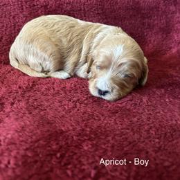 Apricot boy - Apricot male Cavapoo puppy in Tempe, Arizona from Springerdoodles Plus AZ