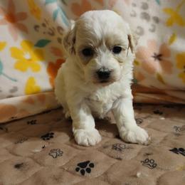 Symphony - White female Havapoo puppy in North Carolina from Faithful Hearts Kennel