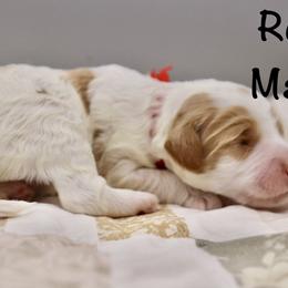 Red - Parti male Goldendoodle puppy in Maryville, Tennessee from Twin City Doodles