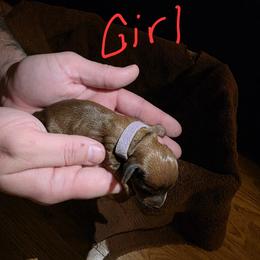 Dachshund Puppies from Southeast mo Miniature dachshunds