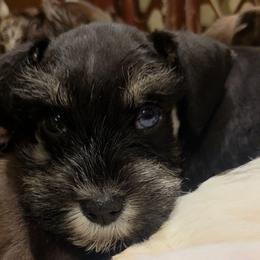 Romeo - Black and silver male Miniature Schnauzer puppy in Panama City, Florida from Emerald Coast Schnauzers